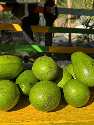 Productos aguacate
