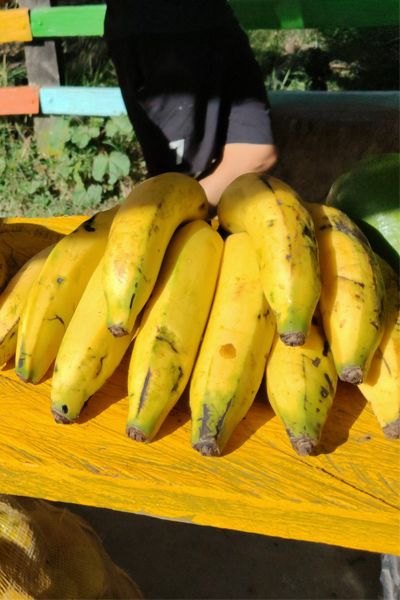 Productos guineo