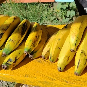 platano maduro