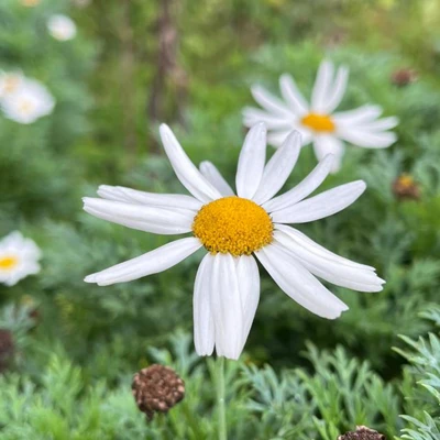 flor