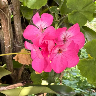 rosa