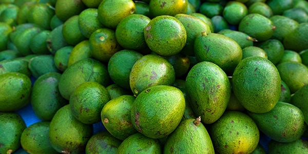aguacate choquette aguacate choquette