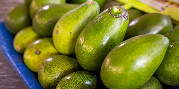 aguacate choquette aguacate choquette