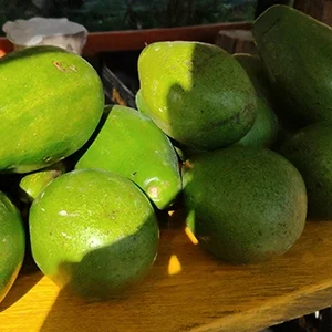 aguacate choquette