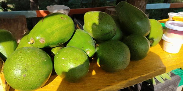 aguacate choquette aguacate choquette
