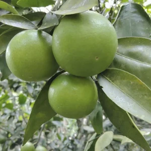 naranjas