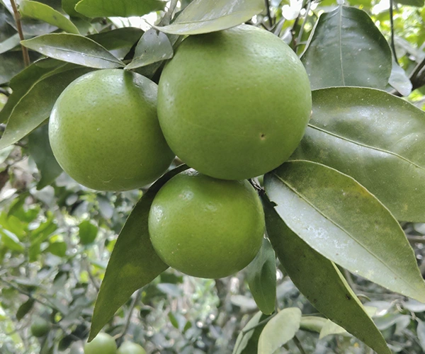 naranjas naranjas
