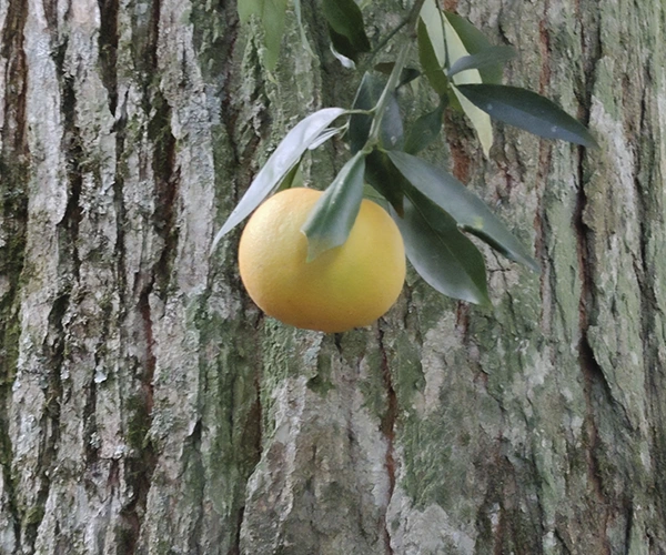 naranjas naranjas